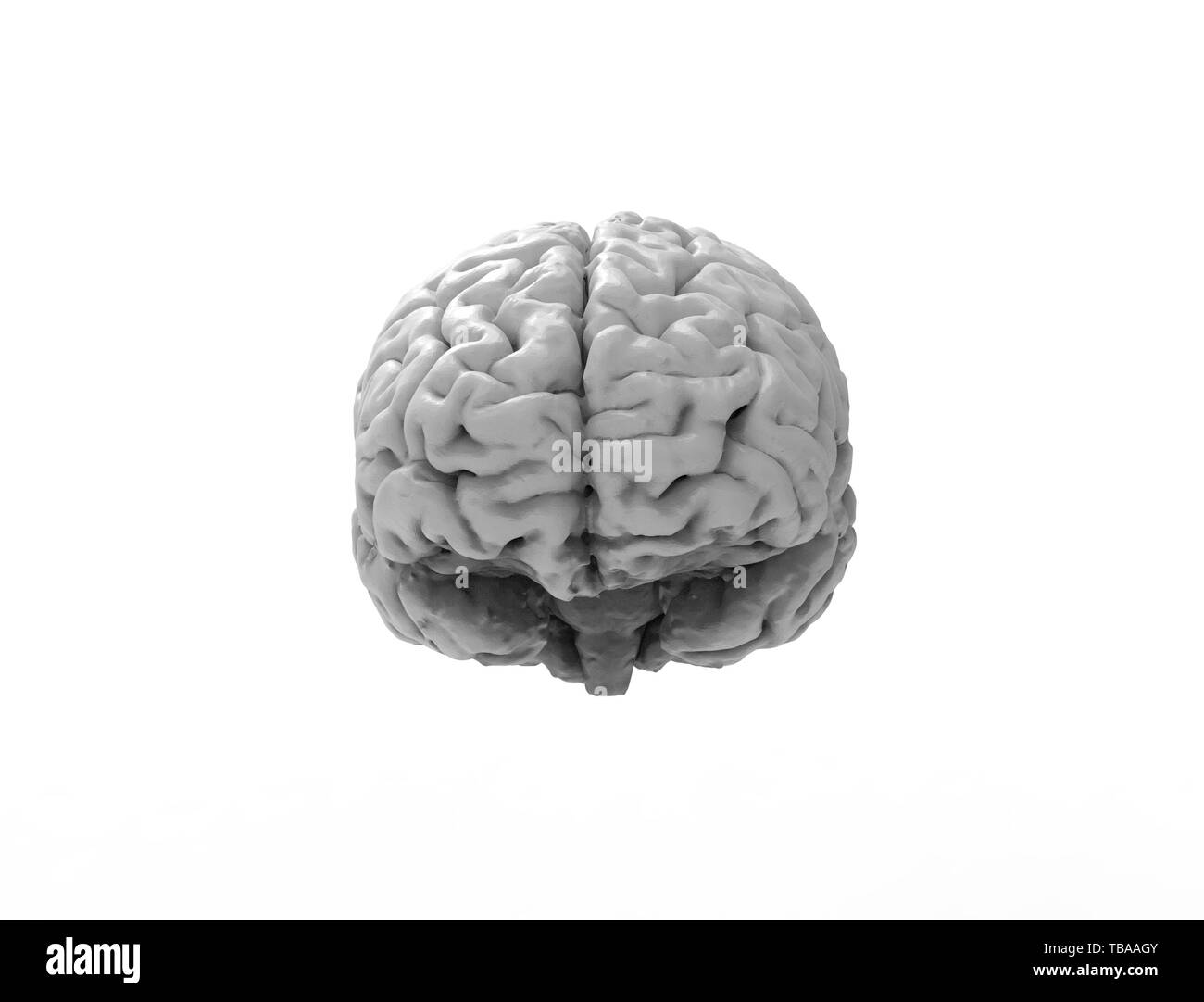3D rendering of a human brain isolated in studio background Stock Photo ...