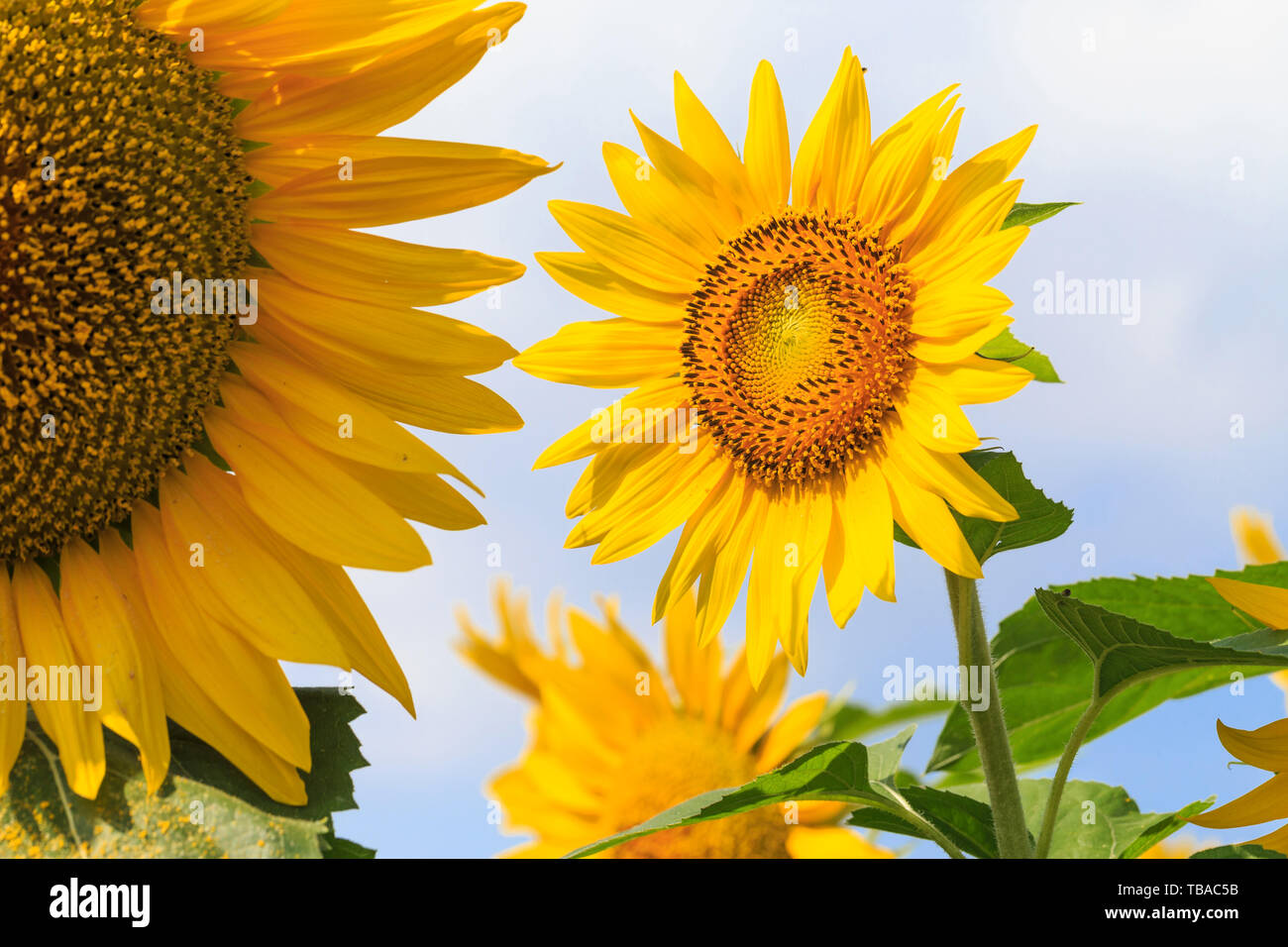 The sunflowers in full bloom Stock Photo Alamy