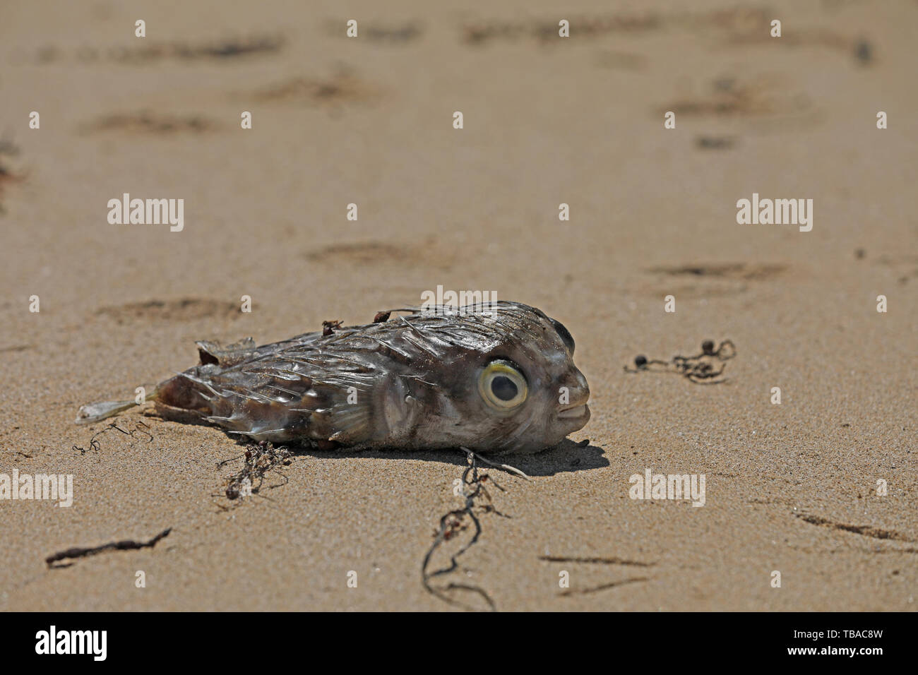 Dead fish on the beach Stock Photo - Alamy