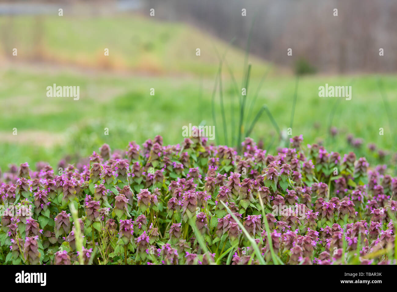 Smoky Mountains near Asheville, North Carolina during spring with many