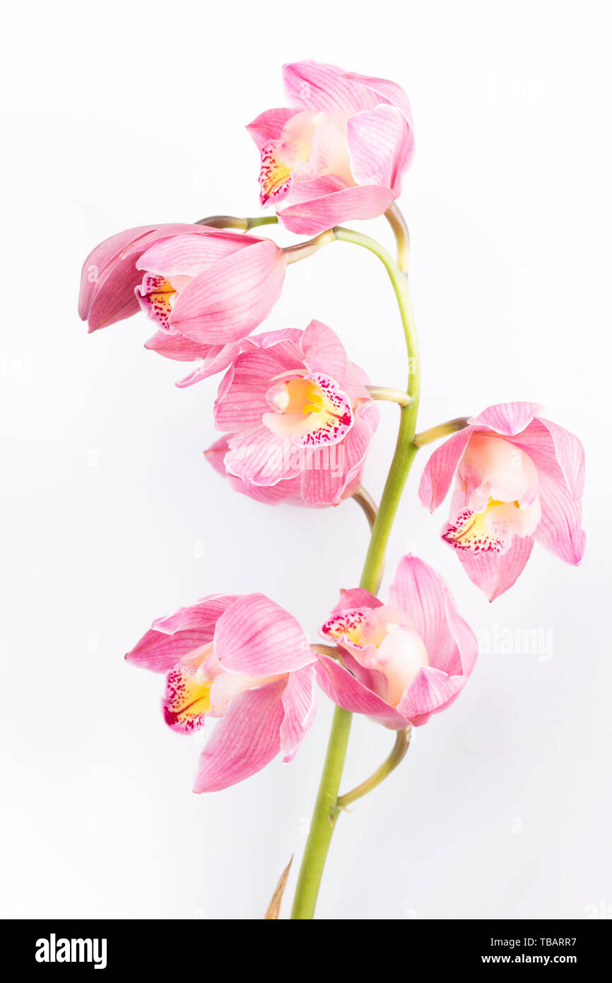 Butterfly orchid flowers Stock Photo