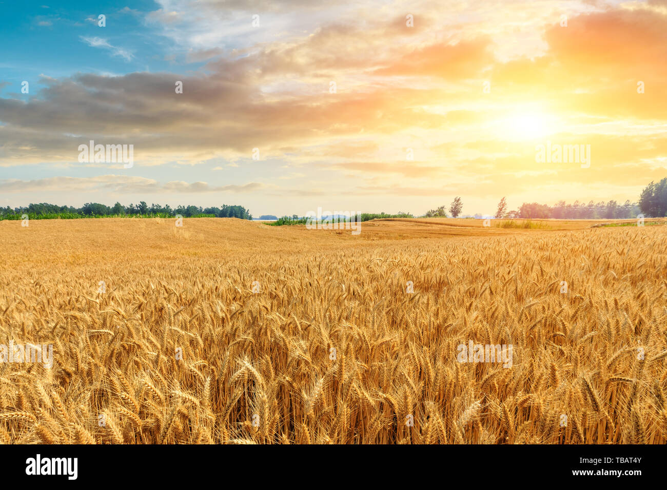 Wheat crop field sunset landscape Stock Photo