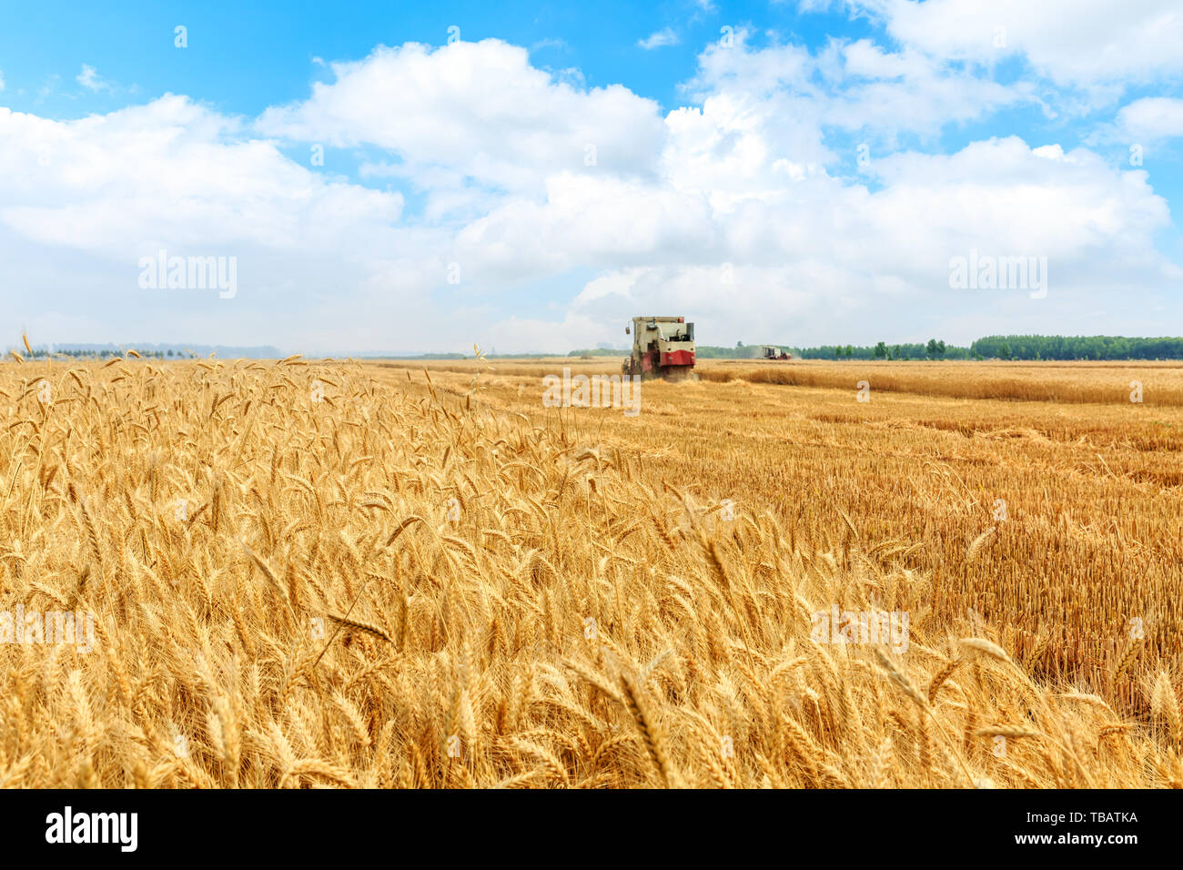 Combine harvester harvesting wheat on sunny summer day Stock Photo - Alamy