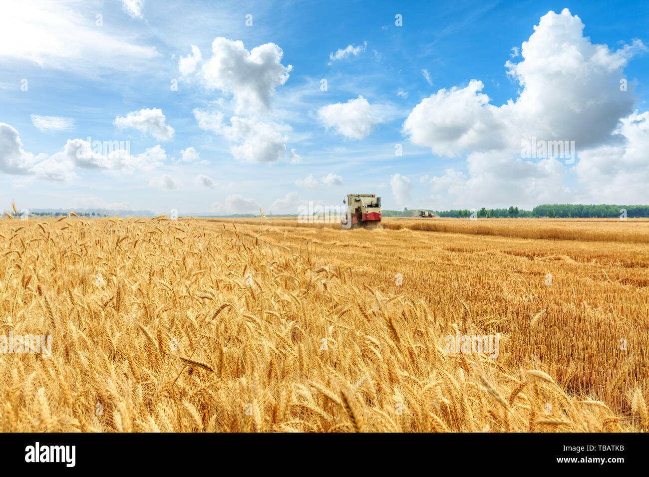 Combine harvester harvesting wheat on sunny summer day Stock Photo - Alamy