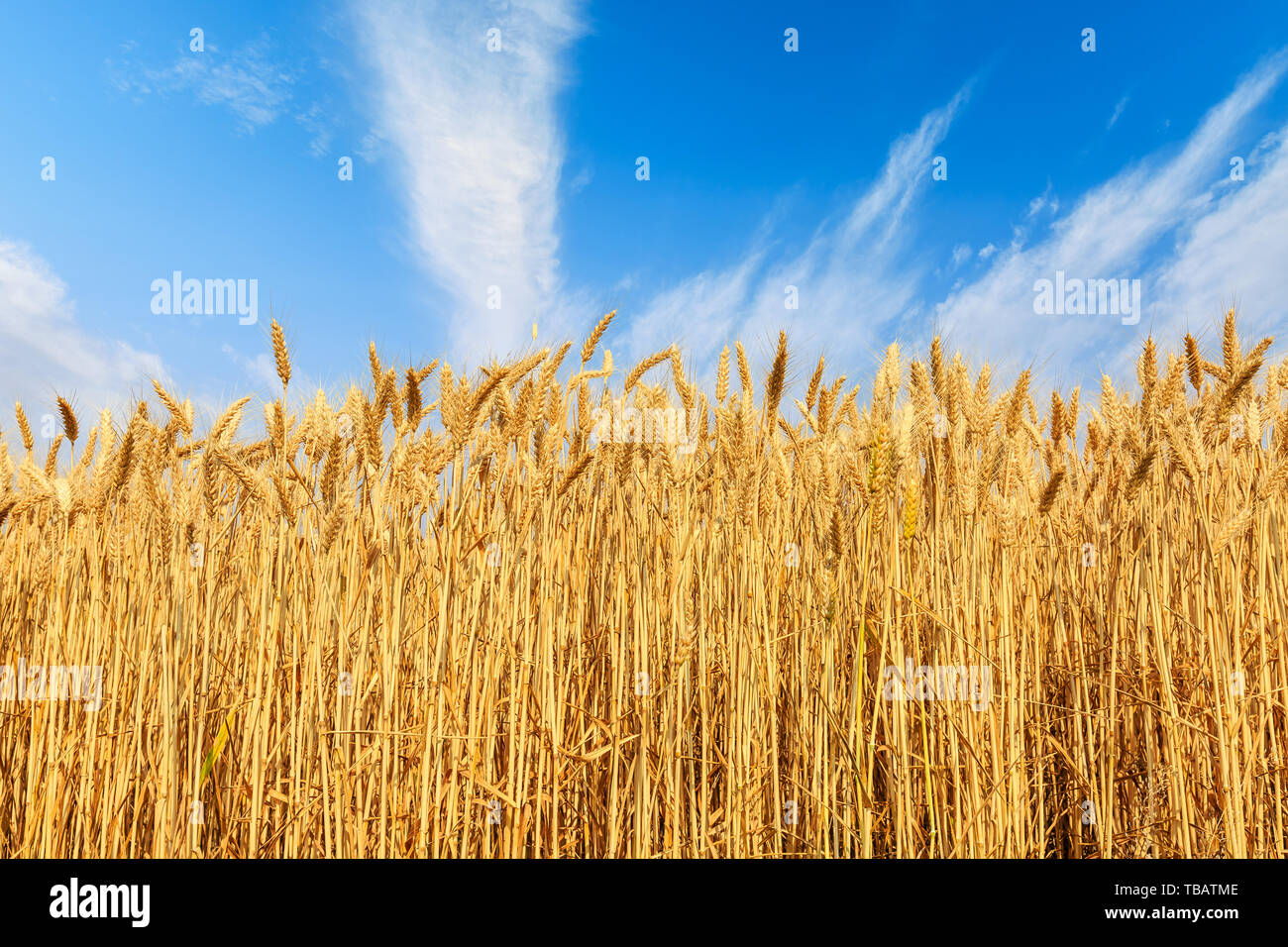 Field of golden wheat under blue sky Stock Photo - Alamy
