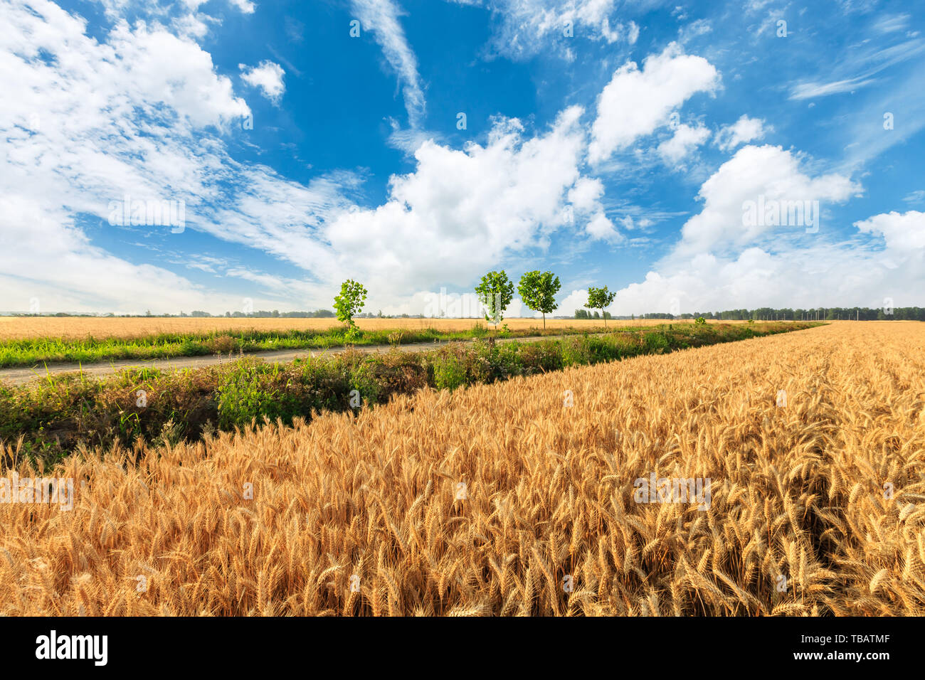 Yellow wheat field and blue sky Stock Photo - Alamy