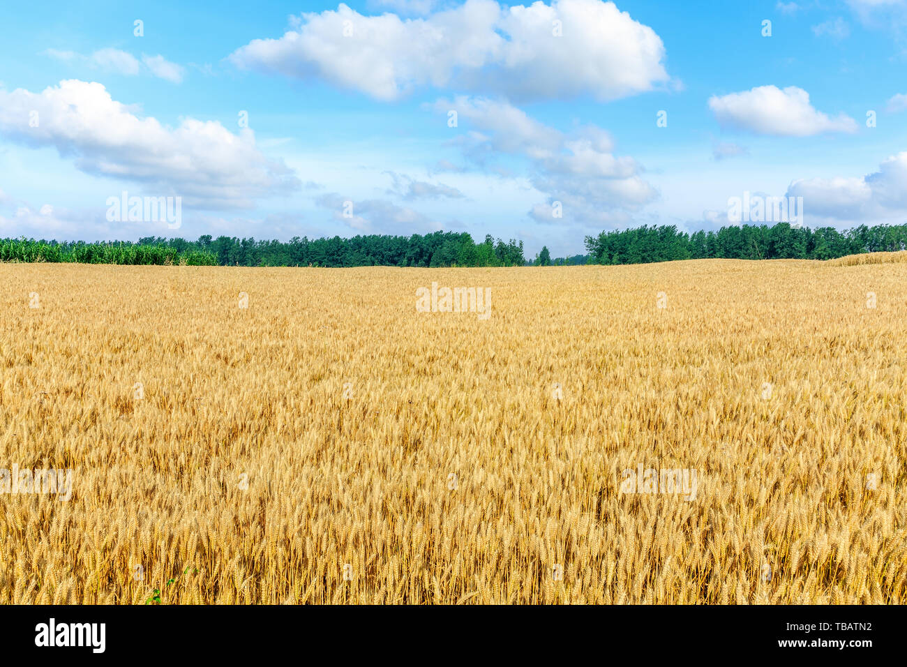 Yellow wheat field and blue sky Stock Photo - Alamy