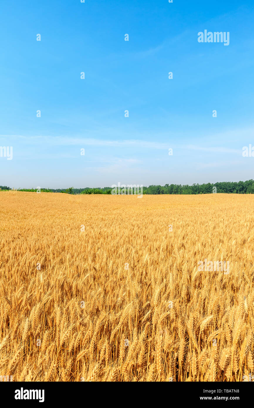 Yellow wheat field and blue sky Stock Photo - Alamy