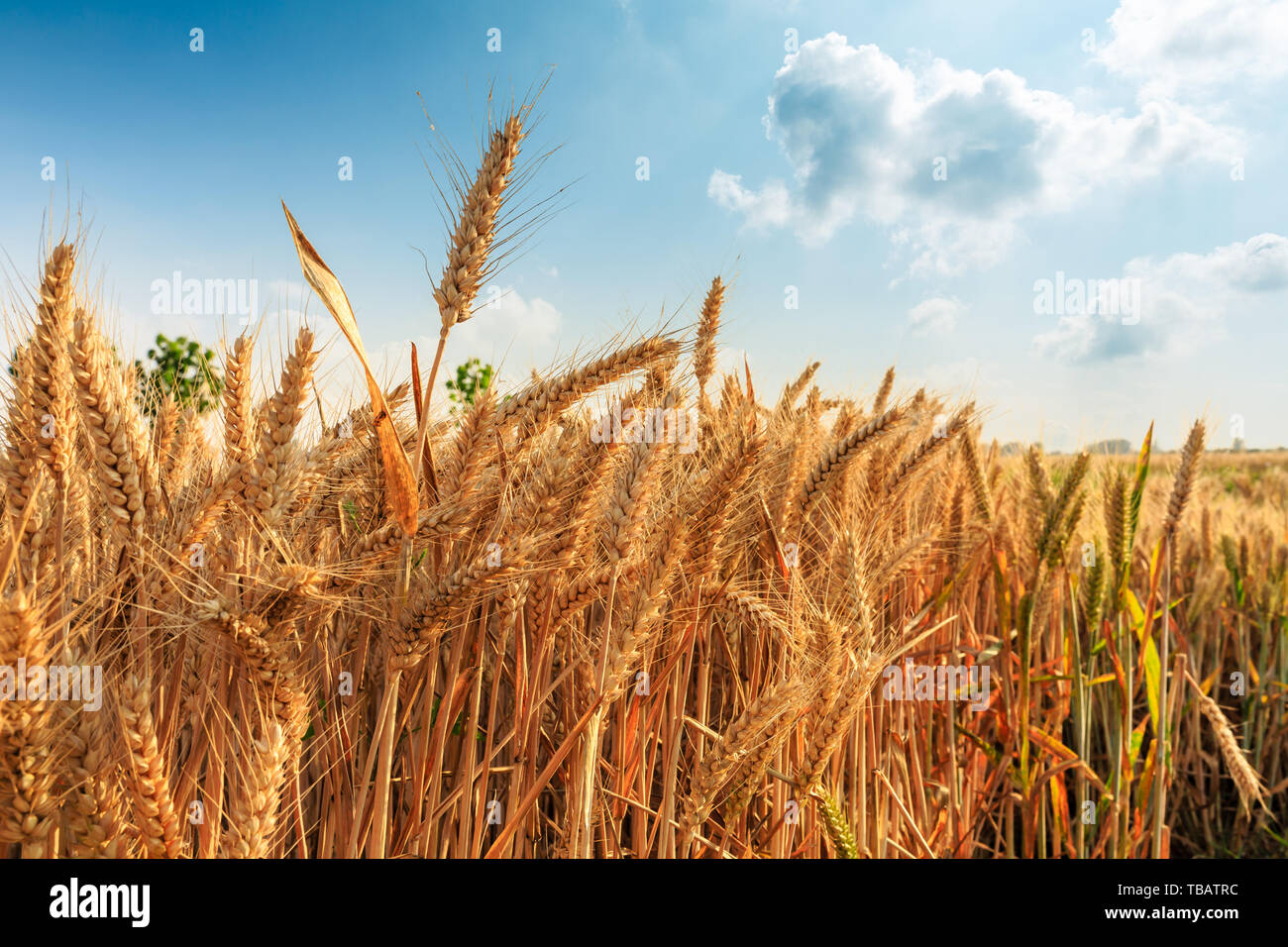 Field of golden wheat under blue sky Stock Photo - Alamy