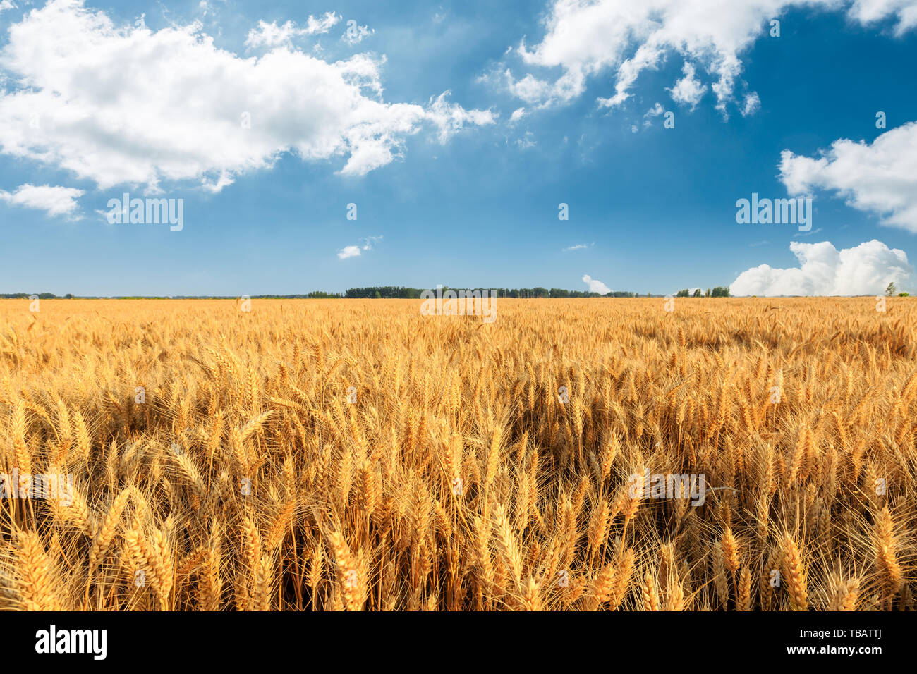 Yellow wheat field and blue sky Stock Photo - Alamy