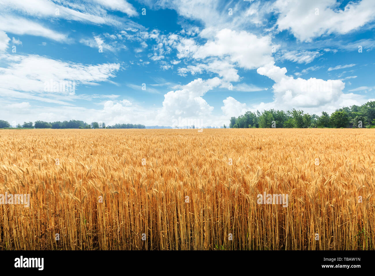 Yellow wheat field and blue sky Stock Photo - Alamy