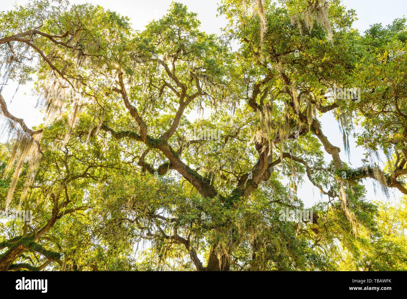 Oldest southern live oak in New Orleans Audubon park with hanging spanish moss in Garden District Tree of Life looking up low angle Stock Photo