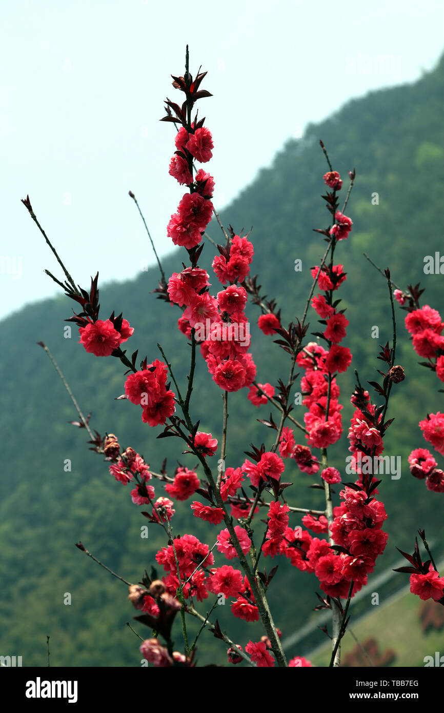 The place where peach blossoms bloom in Yangshan, Tonglu, Hangzhou Stock Photo