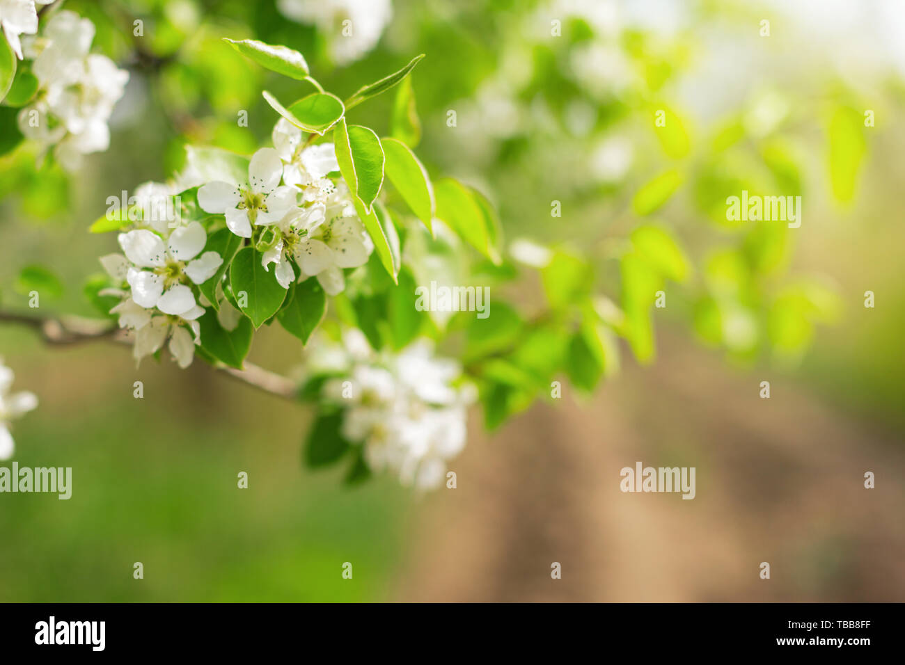 Cherry blossoms over blurred nature background Stock Photo - Alamy