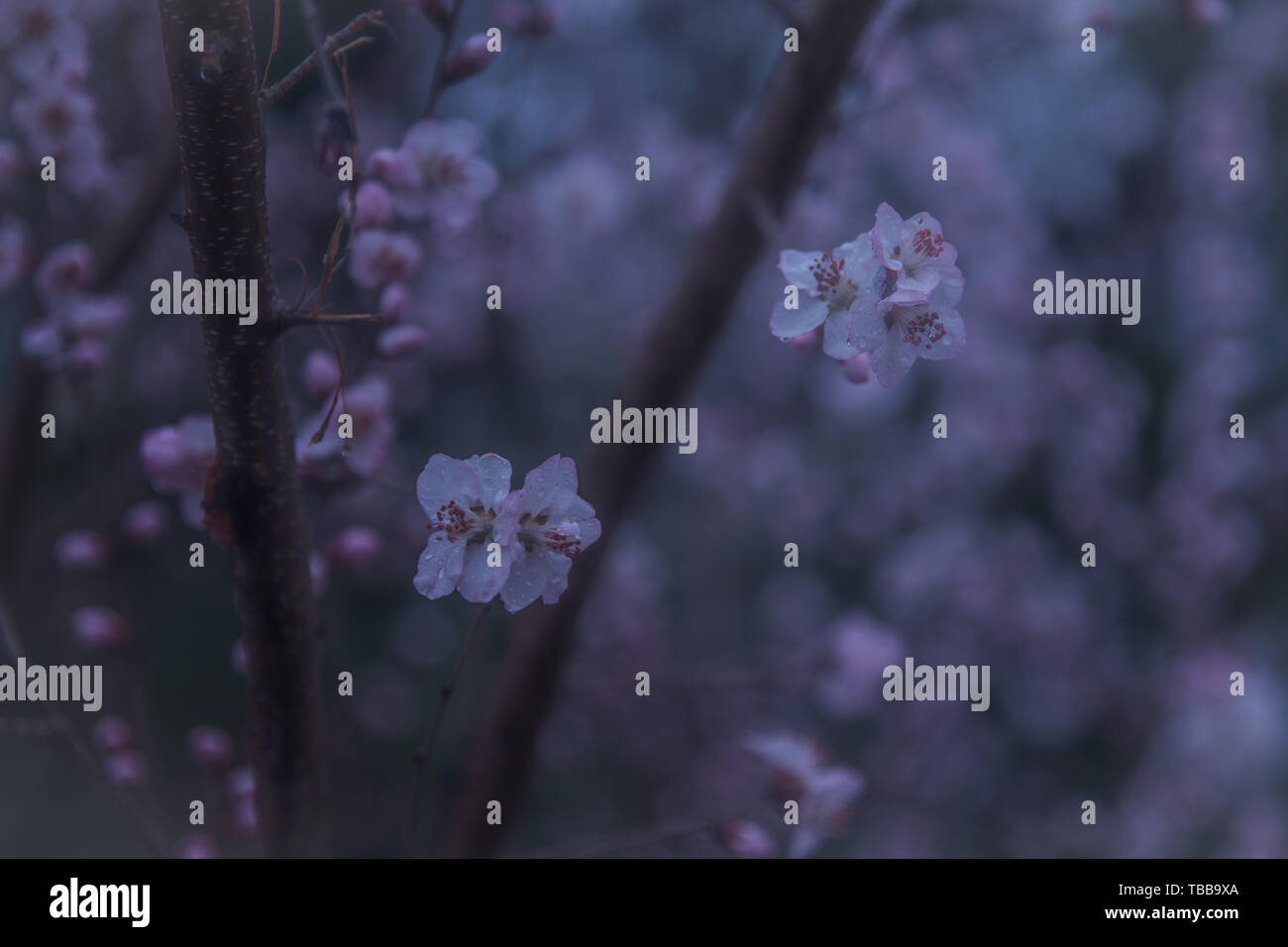 Peach blossoms in the rain Stock Photo Alamy