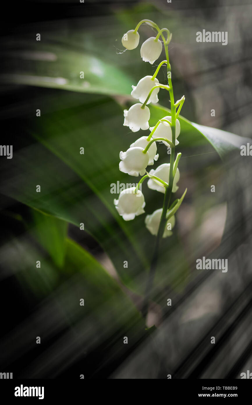 Lily valley convallaria majalis vintage hires stock photography and