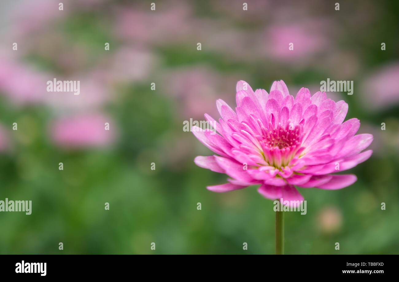 Chrysanthemum background picture Stock Photo - Alamy