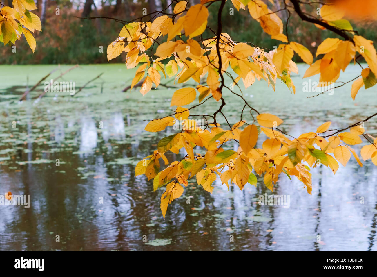 autumn forest and lake, branch with yellow leaves over the pond Stock Photo