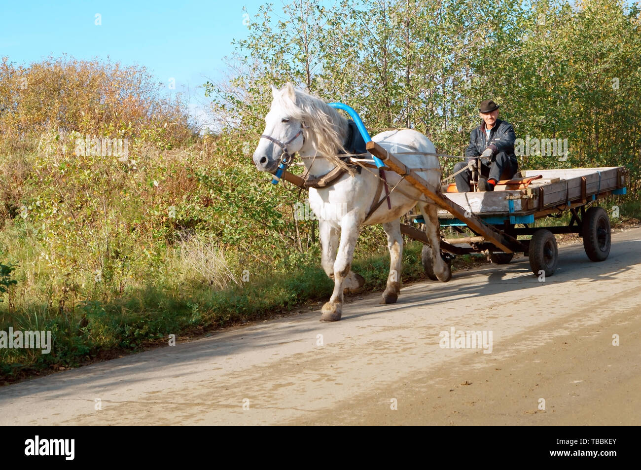 peasant on a horse cart, beautiful white horse with cart on the road, Kaliningrad region, Russia, October 21, 2019 Stock Photo