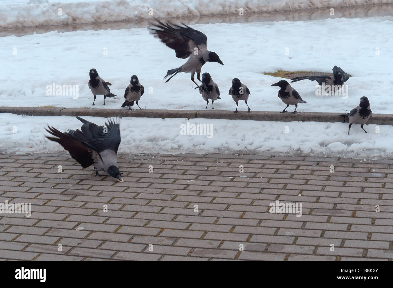 a flock of gray crows in the city, large birds crows in winter Stock Photo