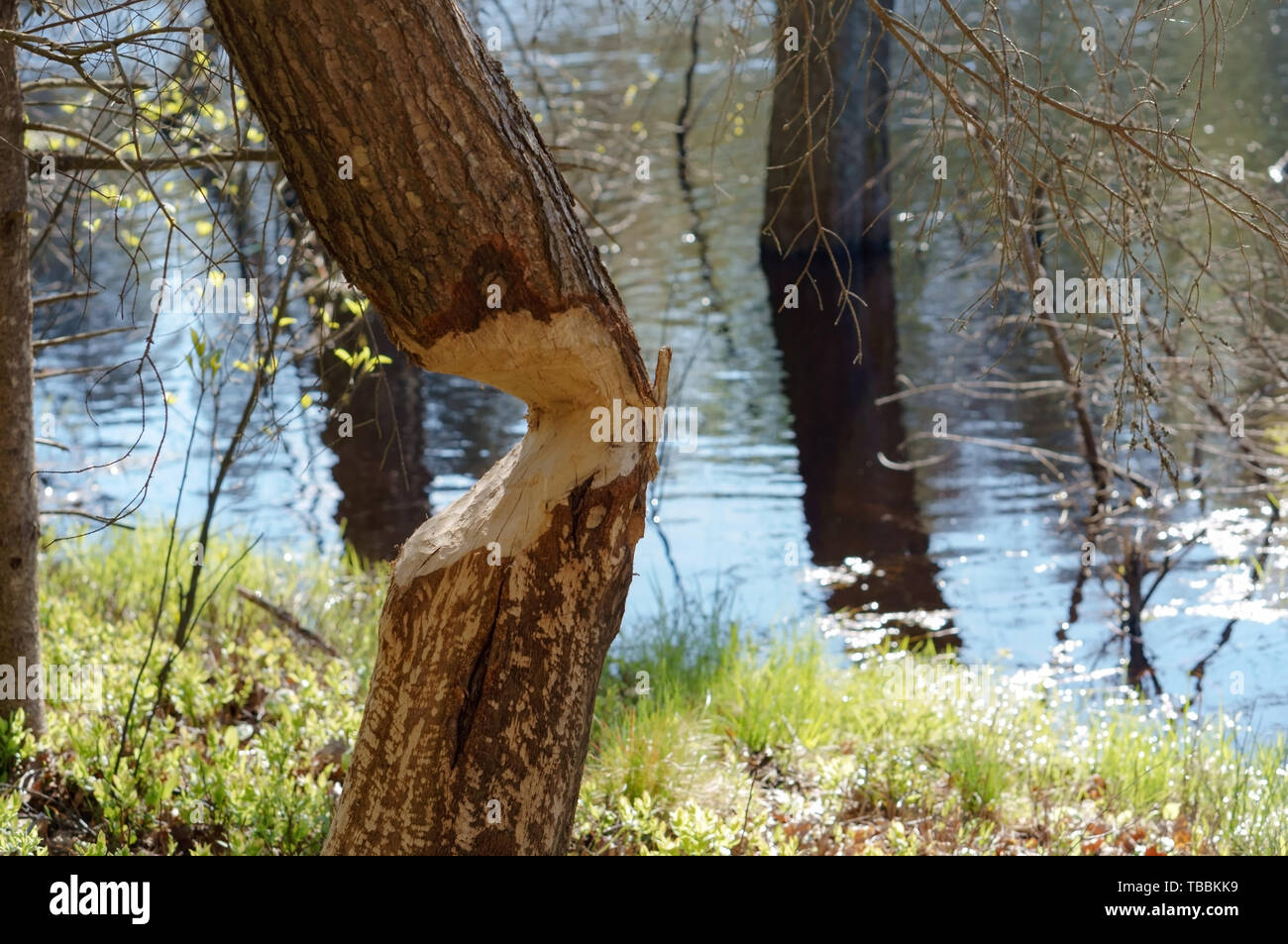 tree gnawed by the beaver, the beaver teeth marks on a tree trunk Stock Photo