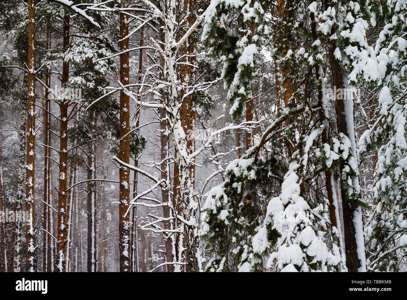 Snow white frozen pine hi-res stock photography and images - Alamy