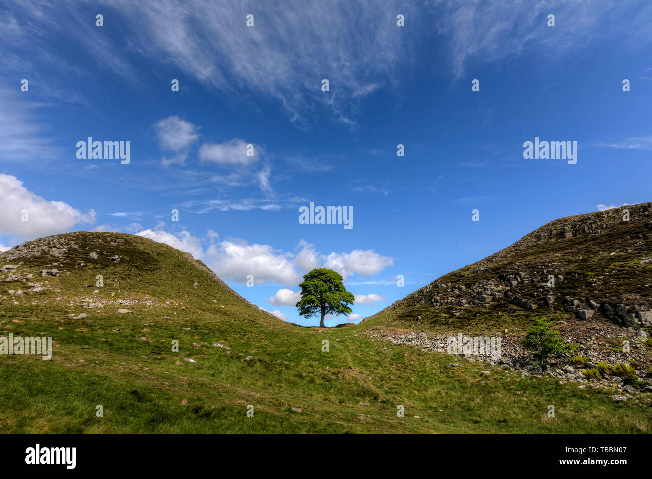 Sycamore Gap, Northumberland, England, UK, Europe Stock Photo