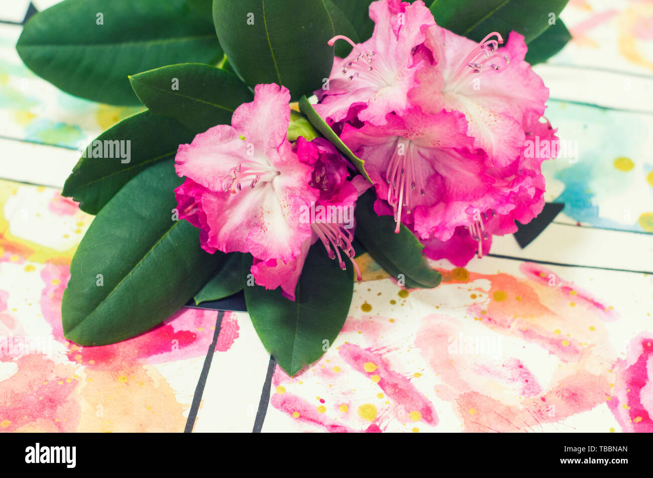 Branch of azaleas on a picturesque background. Flower photo. Stock Photo