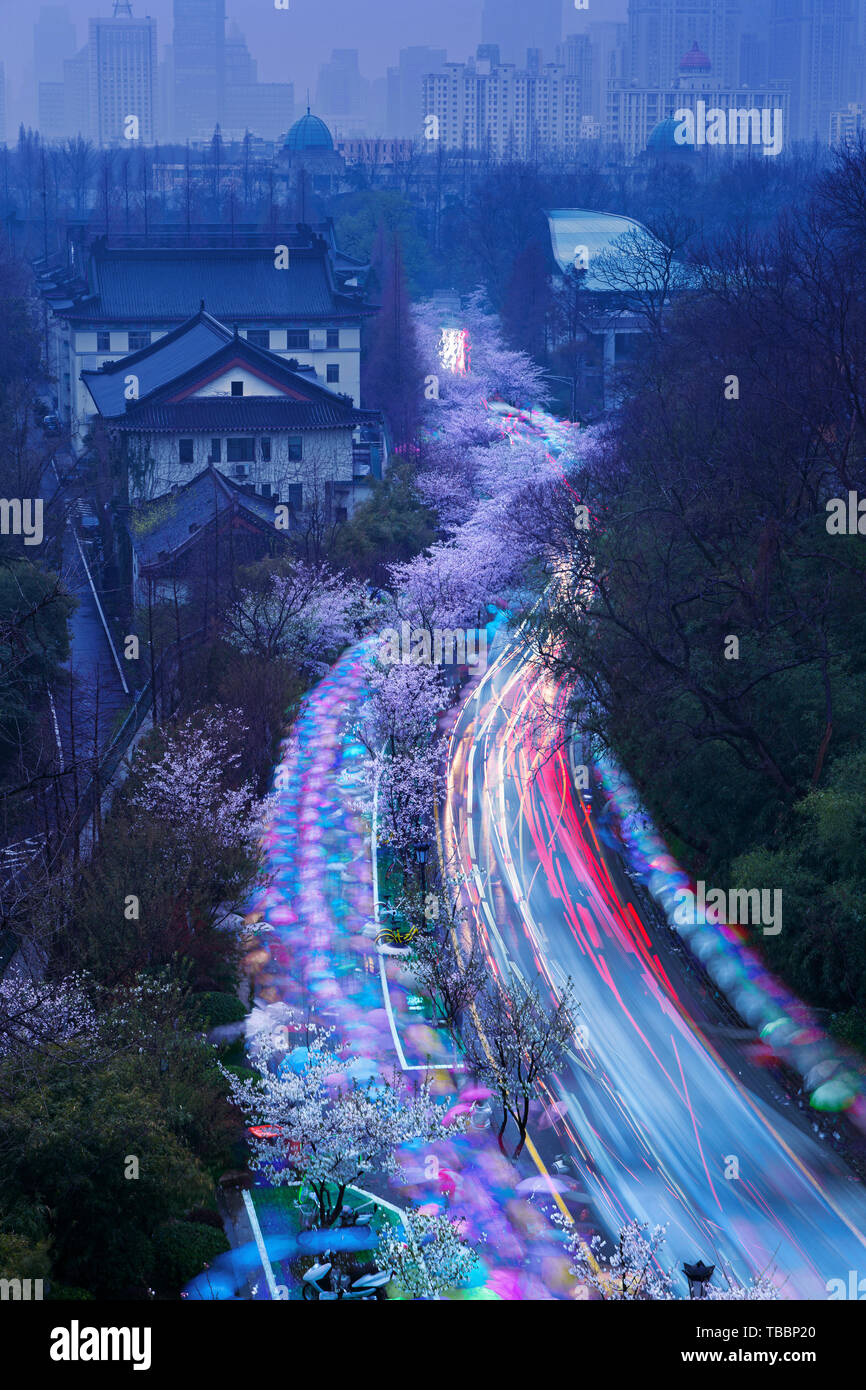 Cherry Blossom Road, Jiming Temple, Nanjing Stock Photo