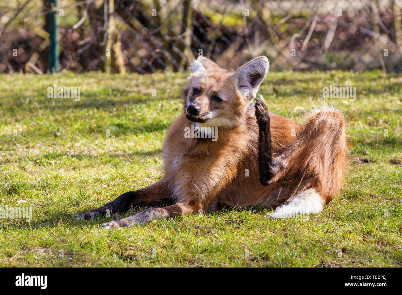 The Maned Wolf, Chrysocyon brachyurus is the largest canid of South America. This mammal lives in open and semi-open habitats, especially grasslands w Stock Photo