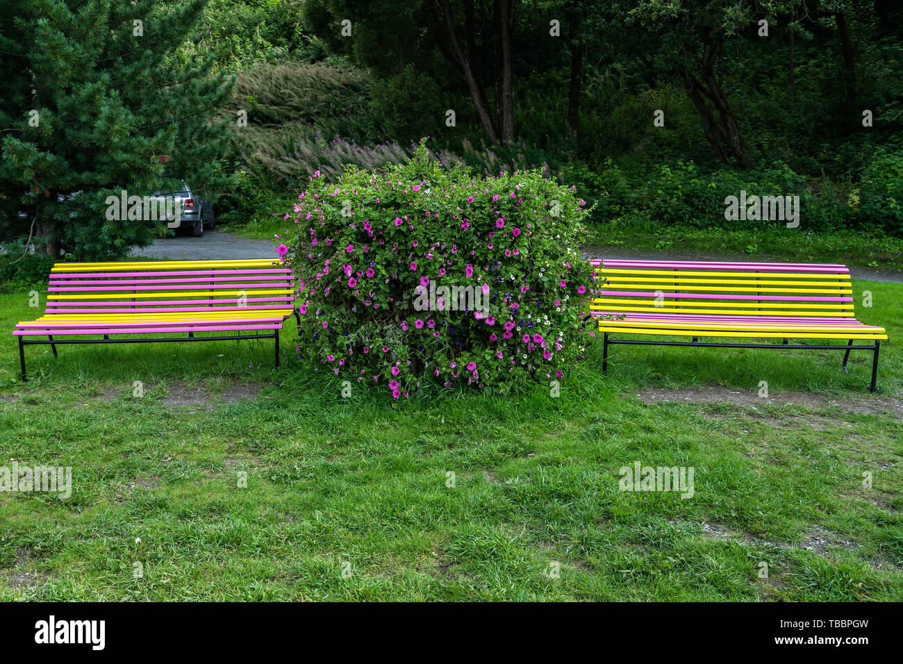 Two colorful yellow and pink benches, Trondheim, Norway Stock Photo