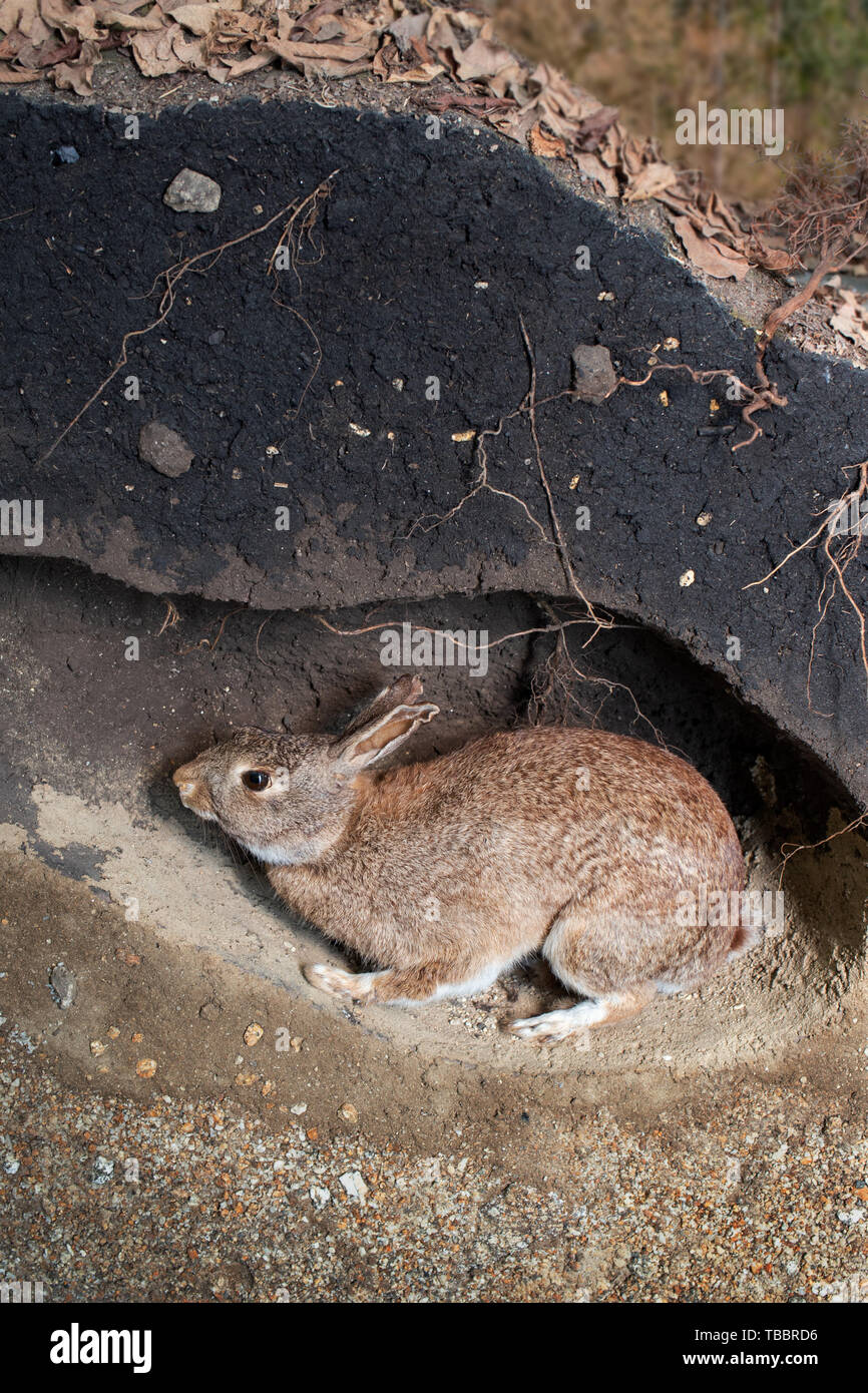Scene of a wild rabbit in a burrow. Oryctolagus cuniculus Stock Photo
