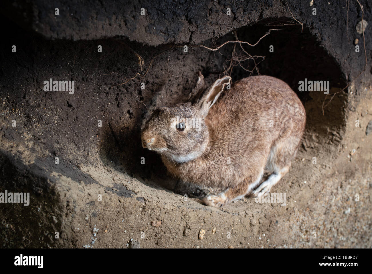 Scene of a wild rabbit in a burrow. Oryctolagus cuniculus Stock Photo