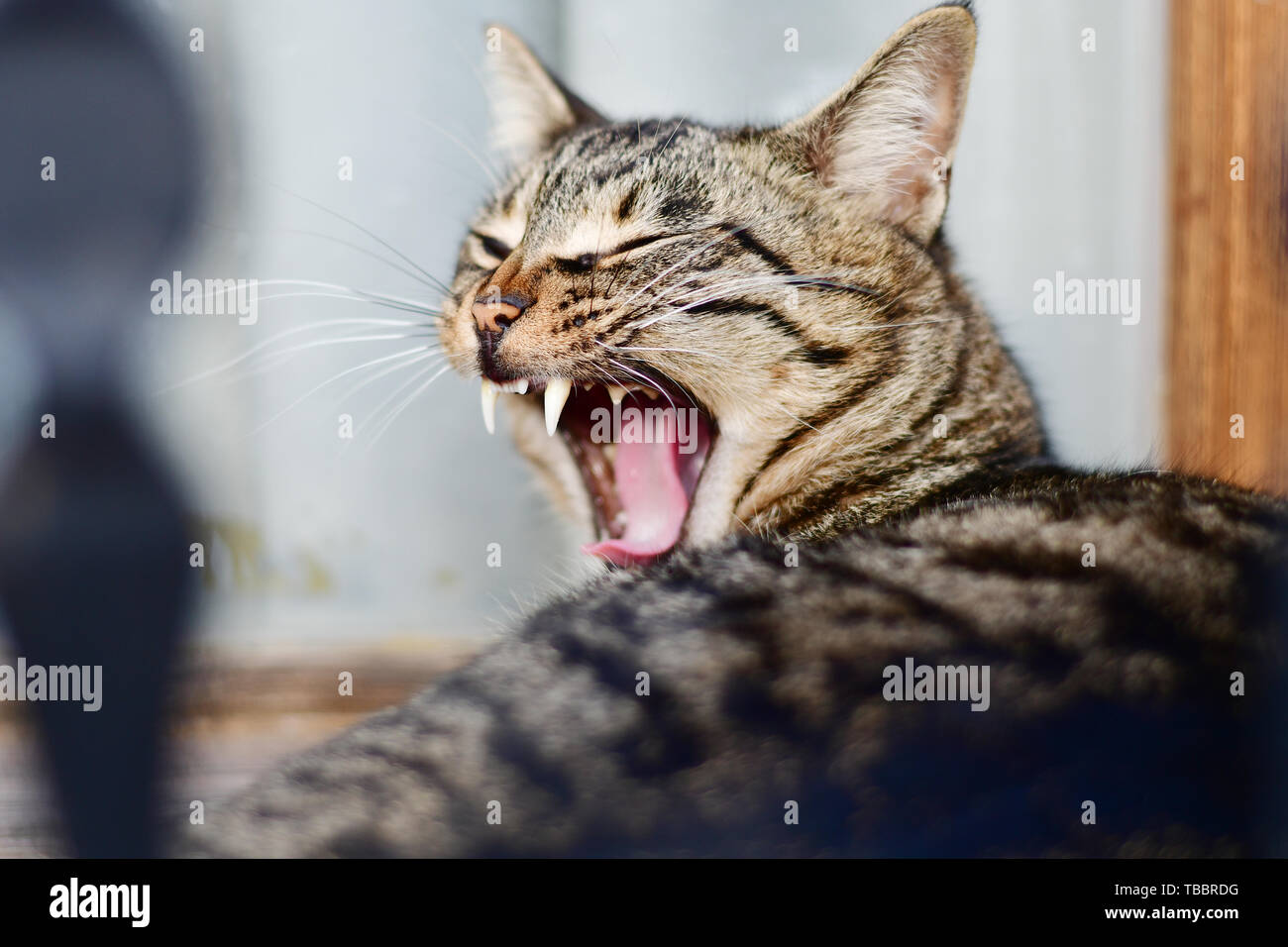 Portrait of big grey cat yawning closeup Stock Photo