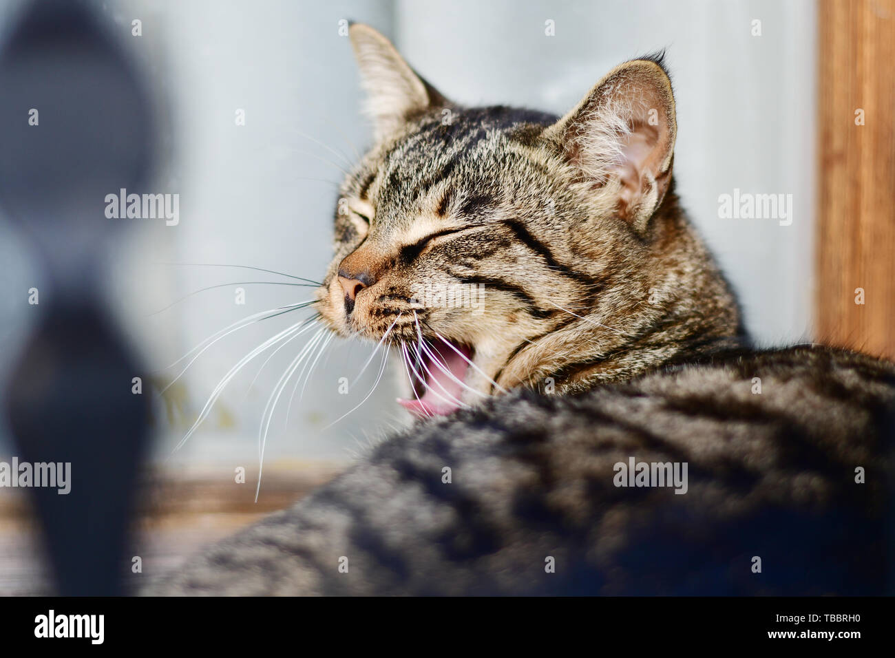 Portrait of big grey cat yawning closeup Stock Photo