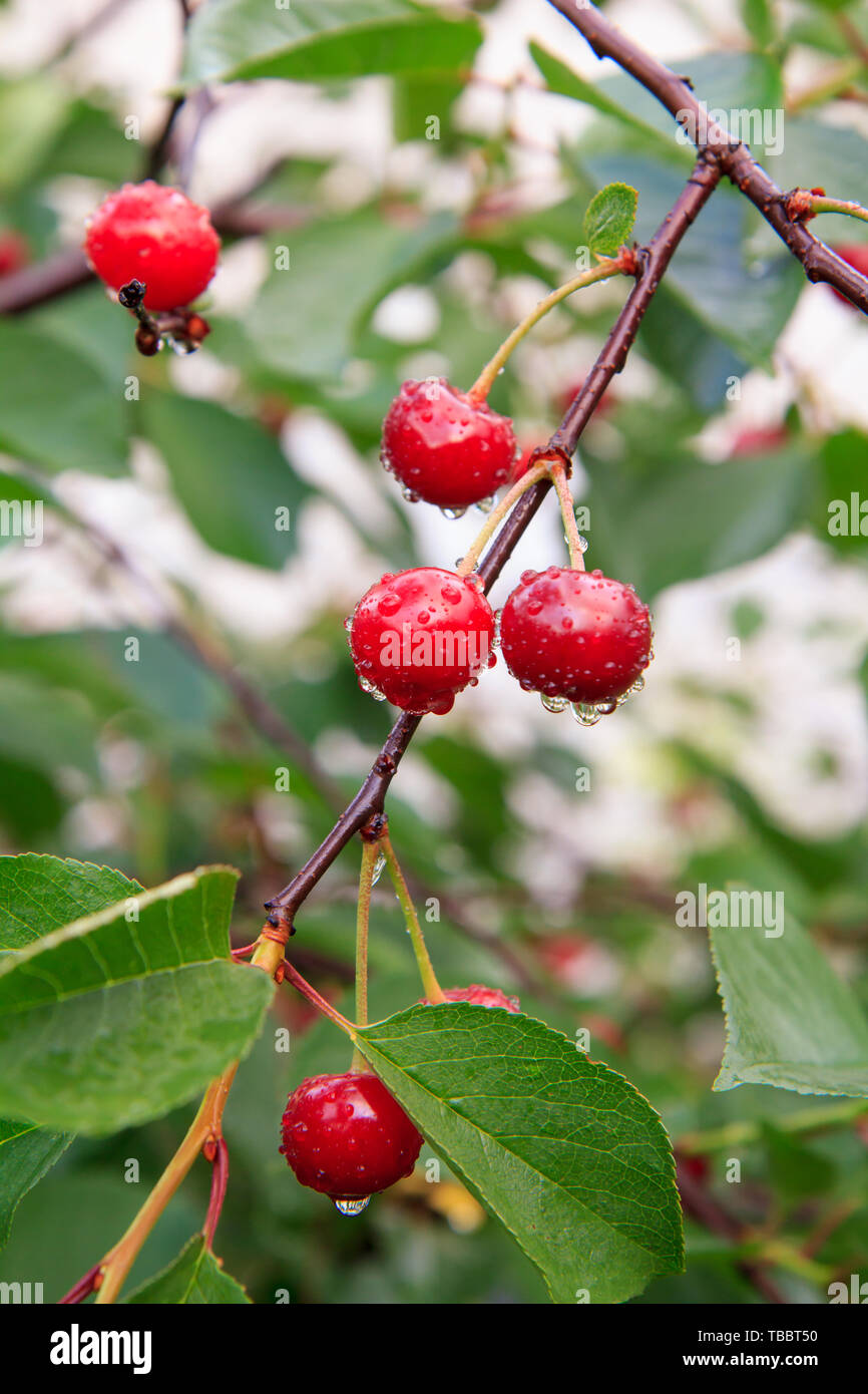 Red ripe cherries with drops of water on a tree in front of green ...