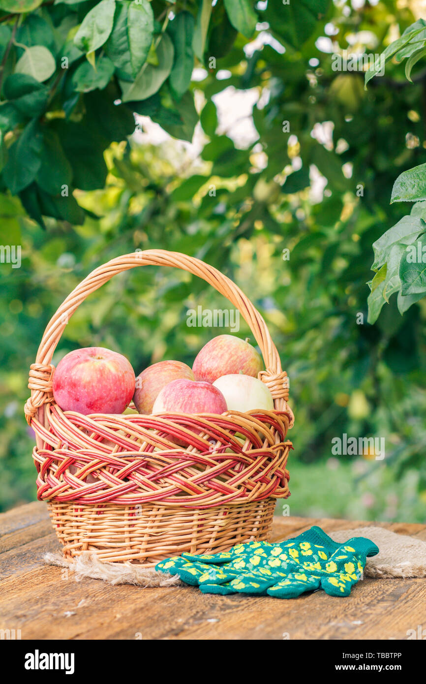 Just picked apples in a wicker basket and garden glove on wooden boards with leaves of apple tree on the background. Just harvested fruits. Stock Photo