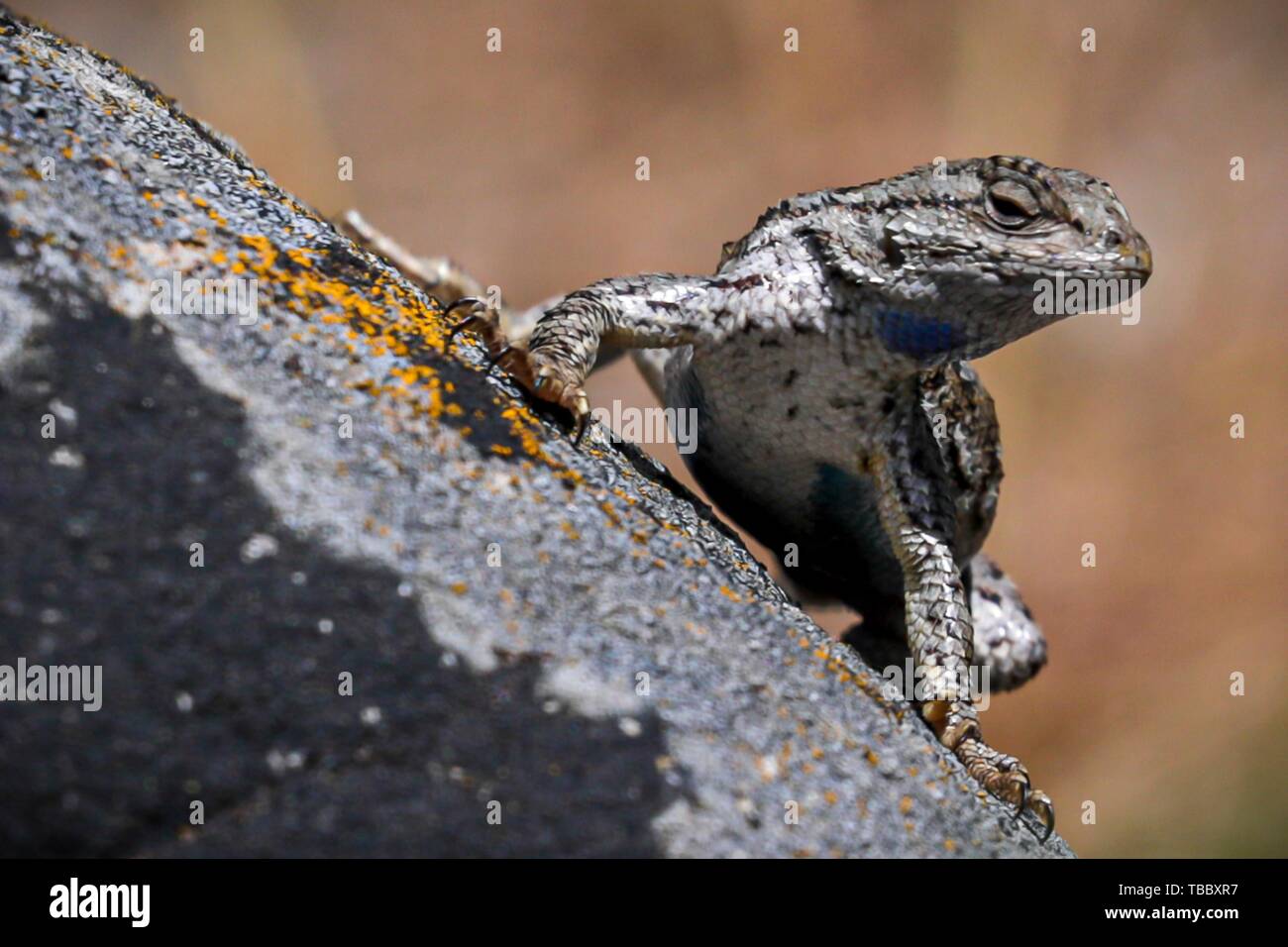 A western fence lizard sunning on a rock May 26, 2019 in Goldendale, Washington. Stock Photo