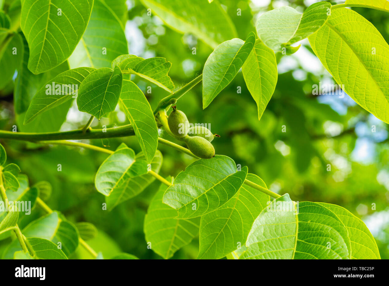 Walnut tree with young unripe fruits on a sunny spring day Stock Photo