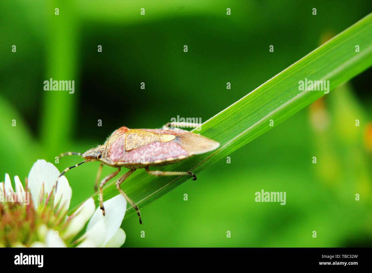 Insects outdoors hi-res stock photography and images - Alamy