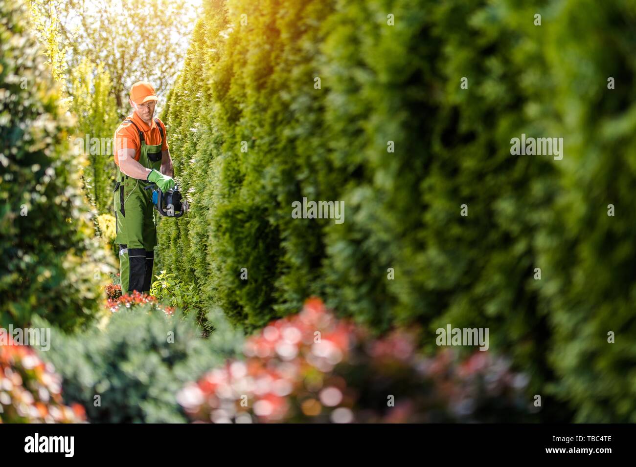 Men Trimming Wall of Garden Thujas Hedge Using Gasoline Trimmer. Caucasian Gardener in His 30s. Stock Photo