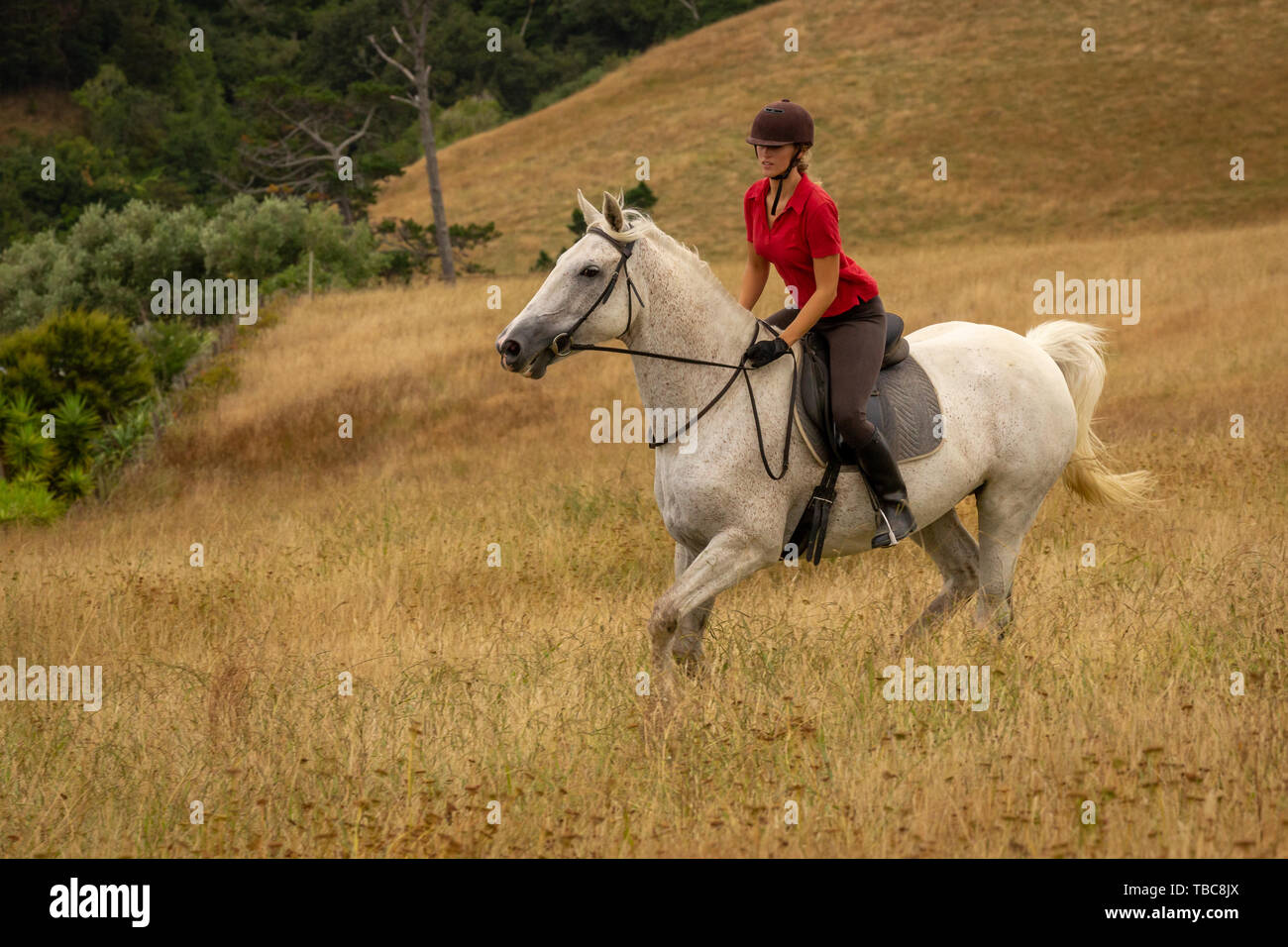 white polo shirt with brown horse