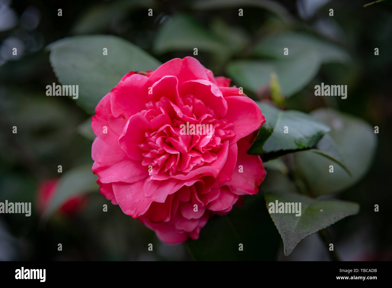 Camellia flowering trees in hi-res stock photography and images - Alamy