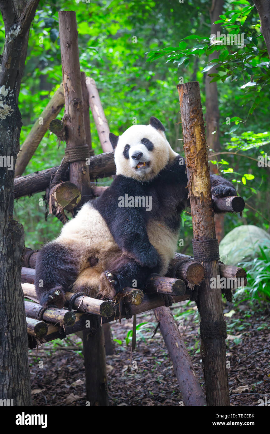 Giant Panda lying down on wood in Chengdu during day , Sichuan Province, China Stock Photo