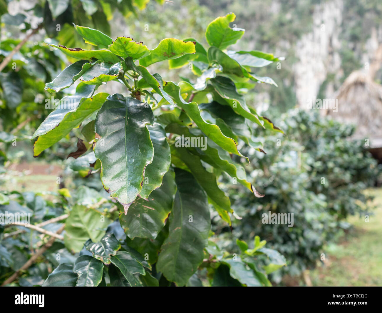 Coffee plant coffea arabica growing in Cuba Stock Photo