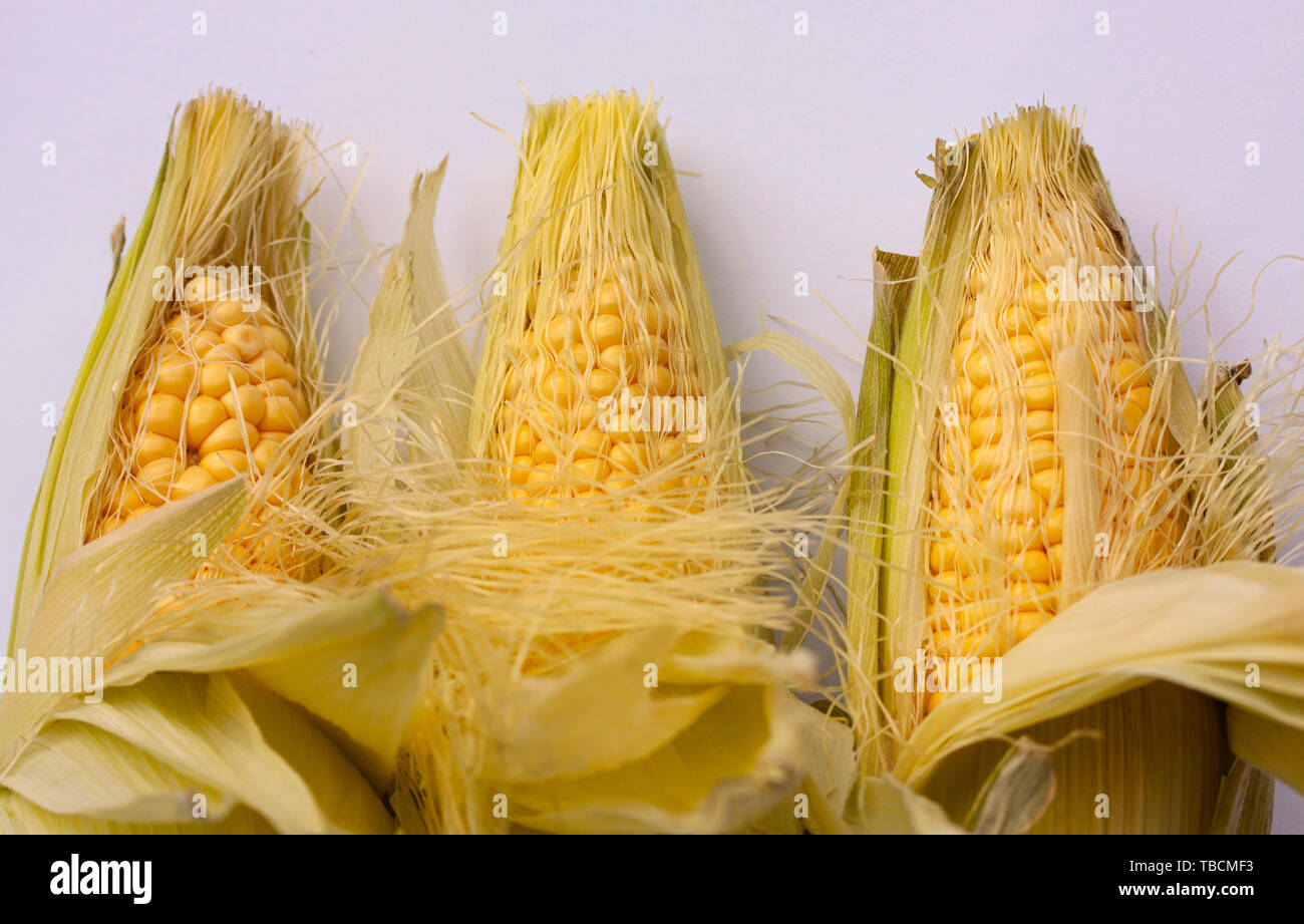 Corncobs lying side by side. Close up image Stock Photo