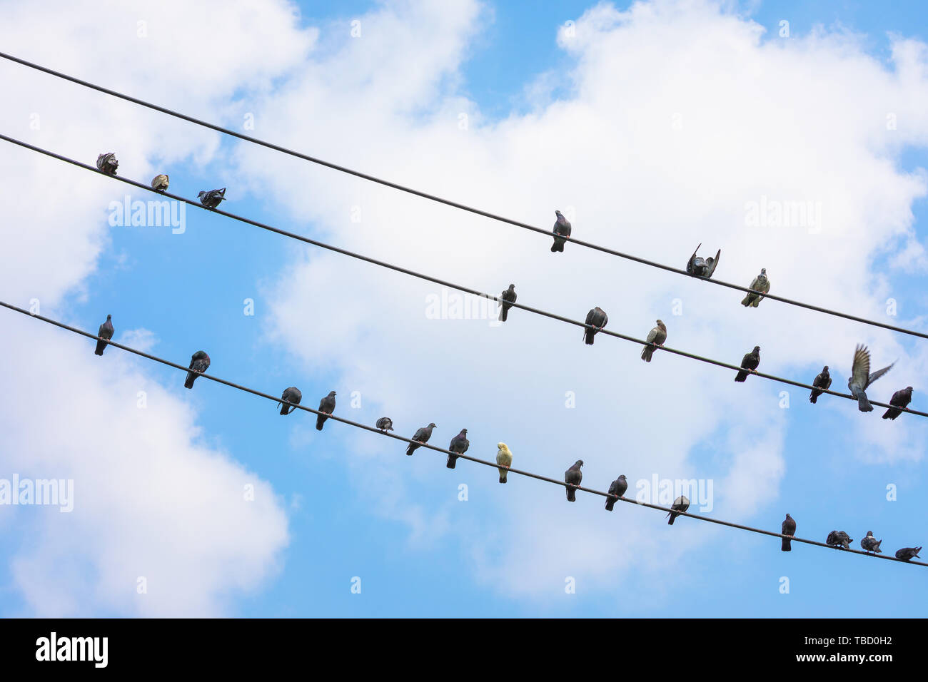 many pigeons on the wire against the blue sky . Stock Photo