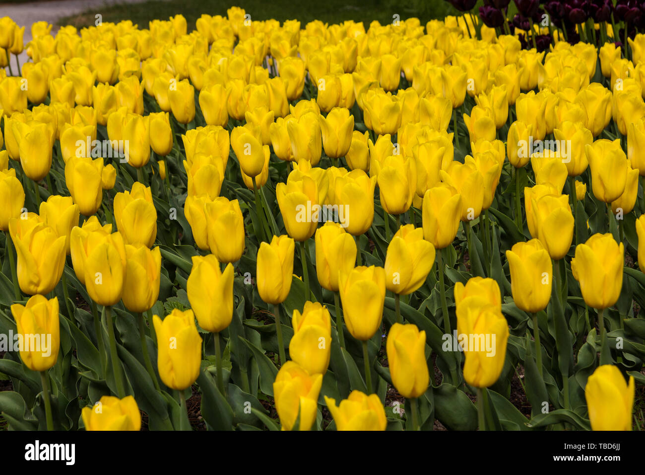 Image of yellow tulip flowers in a garden Stock Photo - Alamy