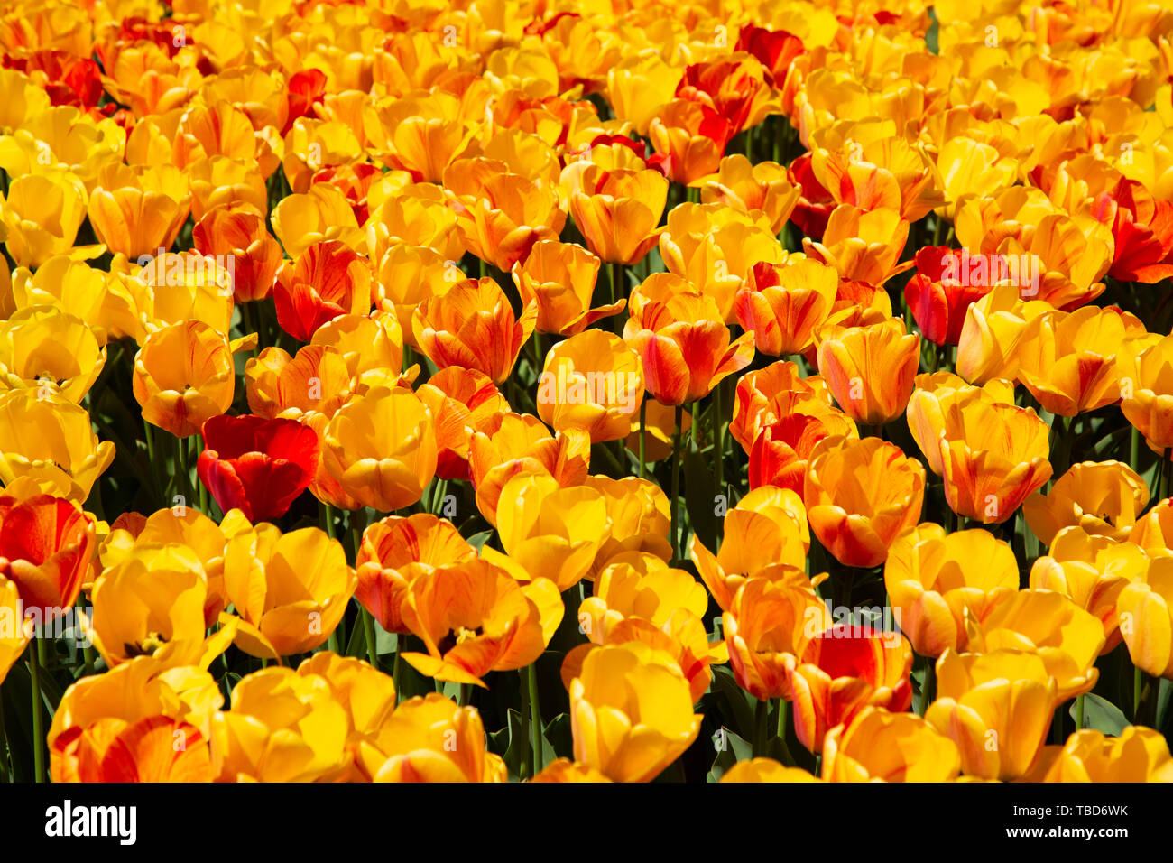 Blue Red Spring Spring red flower image hi-res stock photography and images - Alamy