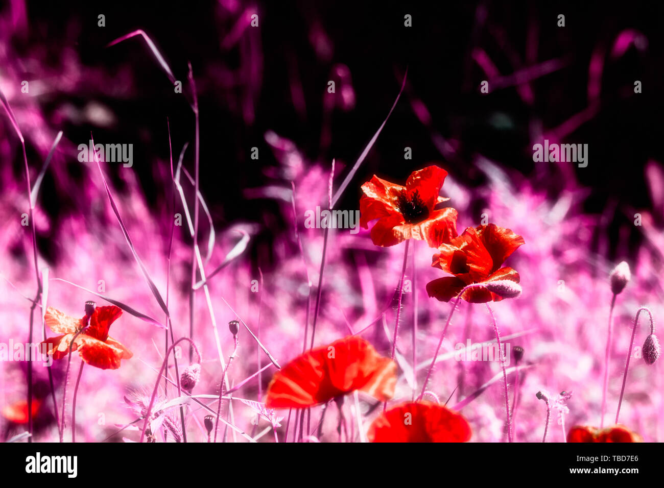 Abstract view of poppies in a meadow in pink tone Stock Photo
